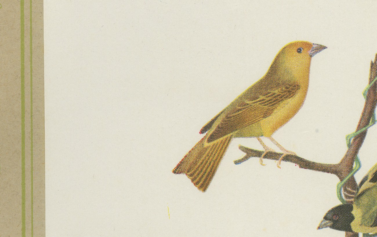Finches and Seedeaters, Brazilian Bird Print, Descourtilz, 1944, view 4
