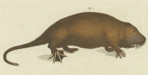 Original Antique Print of Hydromys Species, a Genus of Semiaquatic Rodents, close-up 1