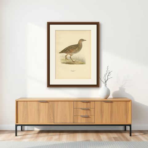 Antique Bird Print of the Corncrake by Von Wright '1929', shown framed on a wall