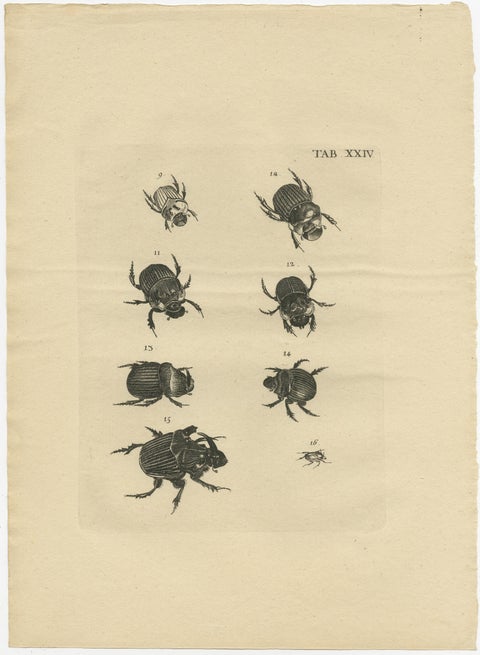 Set of 5 Antique Prints of various Beetles, view 6