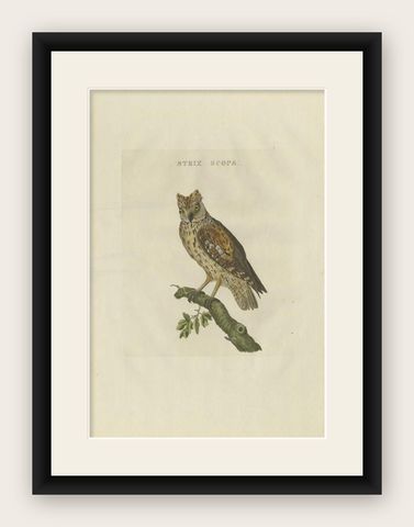 Antique Bird Print of the Eurasian Scops Owl by Sepp & Nozeman, 1809, shown framed
