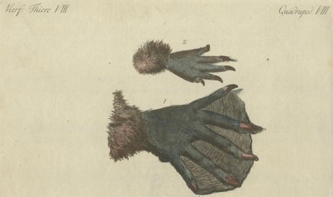 Antique Handcolored Engraving of Beaver and Webbed Appendages, c.1800, close-up 3