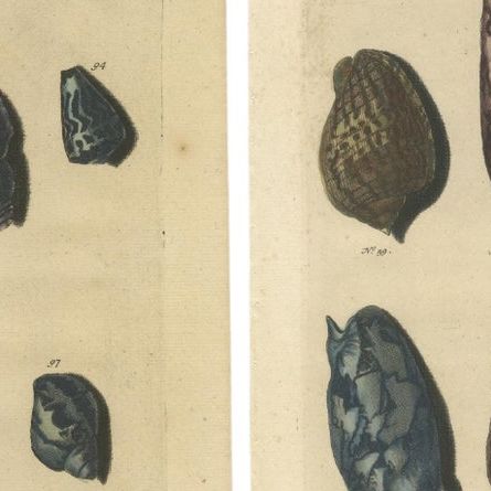 Set of 4 Colored Antique Prints of various Sea Shells and Molluscs, close-up 1