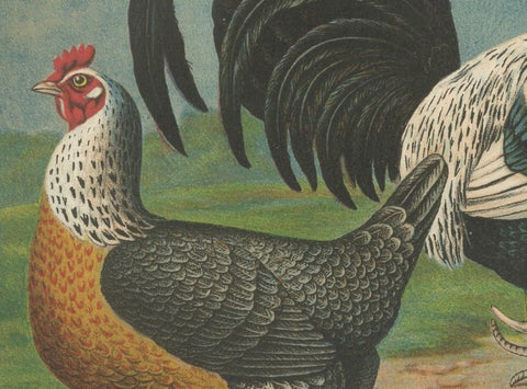 The Noble Dorking Chicken - A Rare 19th Century Poultry Lithograph, close-up 3