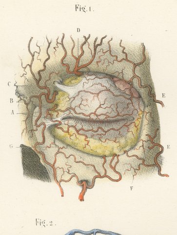 Vessels of the Eyelids and Orbit, Antique Hirschfeld Anatomy Print, 1866, view 3