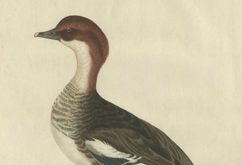 Antique Hand-Coloured Print of Female Merganser, Mergus Minutus, 1770s, close-up 3