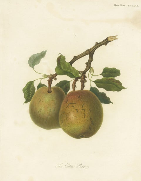 Antique Fruit Print of the Elton Pear, view 3