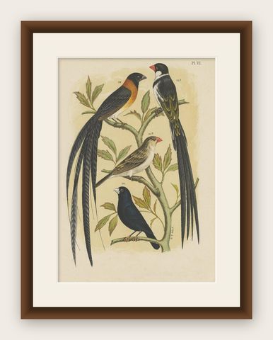 Antique Bird Print of the Whydahbird and Others by A. Nuyens, 1886, shown framed