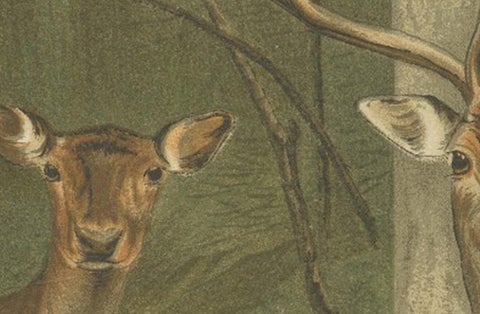 Fallow Deer, Antique European Wildlife Chromolithograph, 1894, view 7
