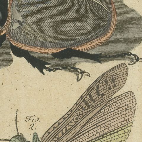 Hercules Beetle and Lantern Fly, Antique Bertuch Print, Vienna, circa 1805, close-up 5
