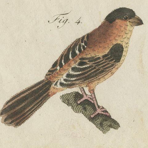 Tanagers and Java Sparrow Songbirds, Antique Bertuch Print, circa 1805, close-up 3