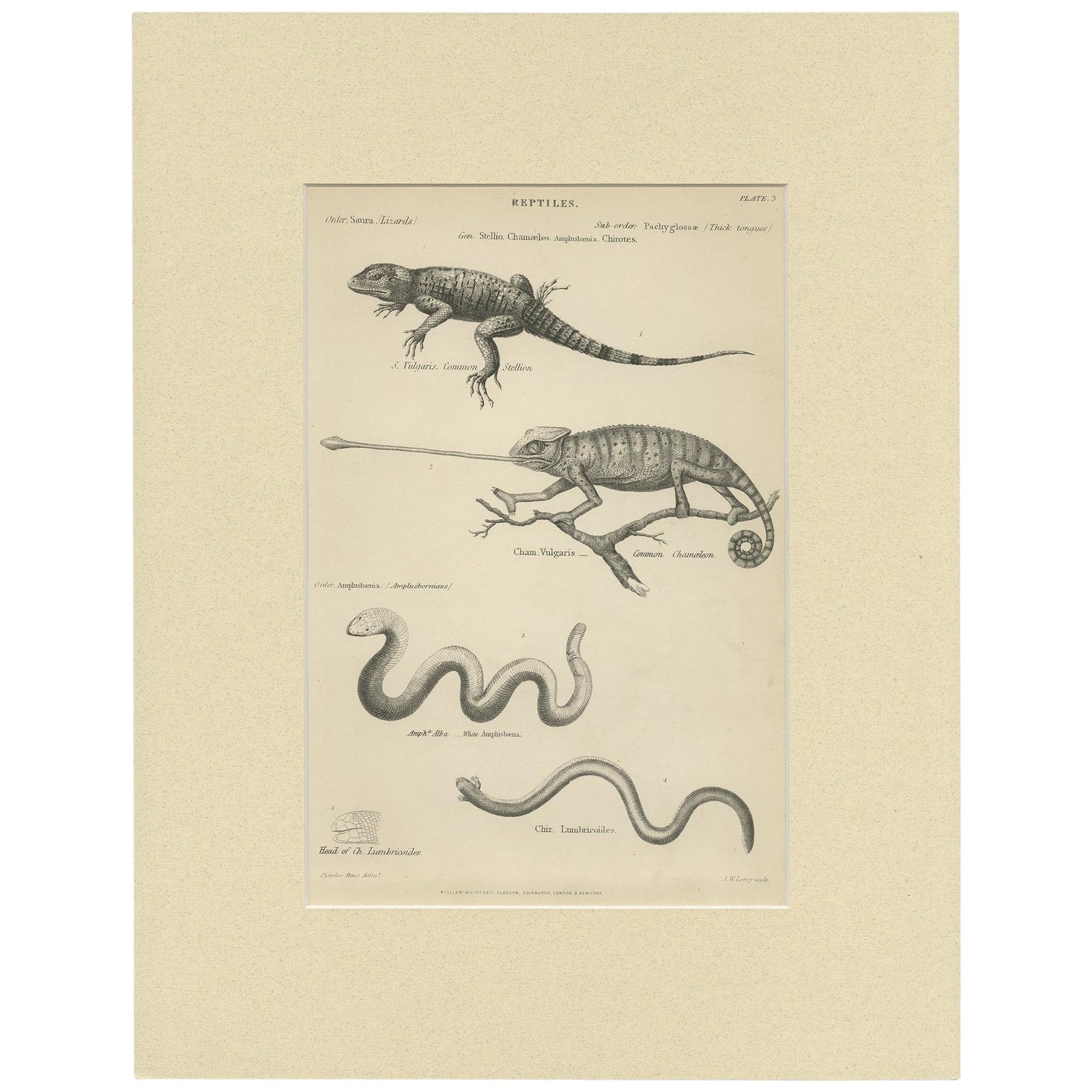 Pl. 3 Antique Print of Various Reptiles by Richardson, circa 1860
