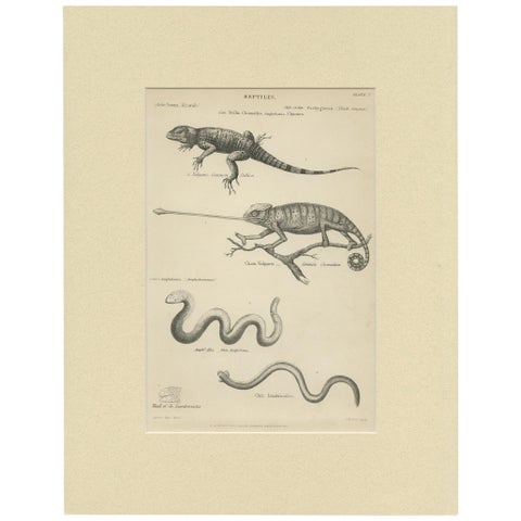 Pl. 3 Antique Print of Various Reptiles by Richardson, circa 1860