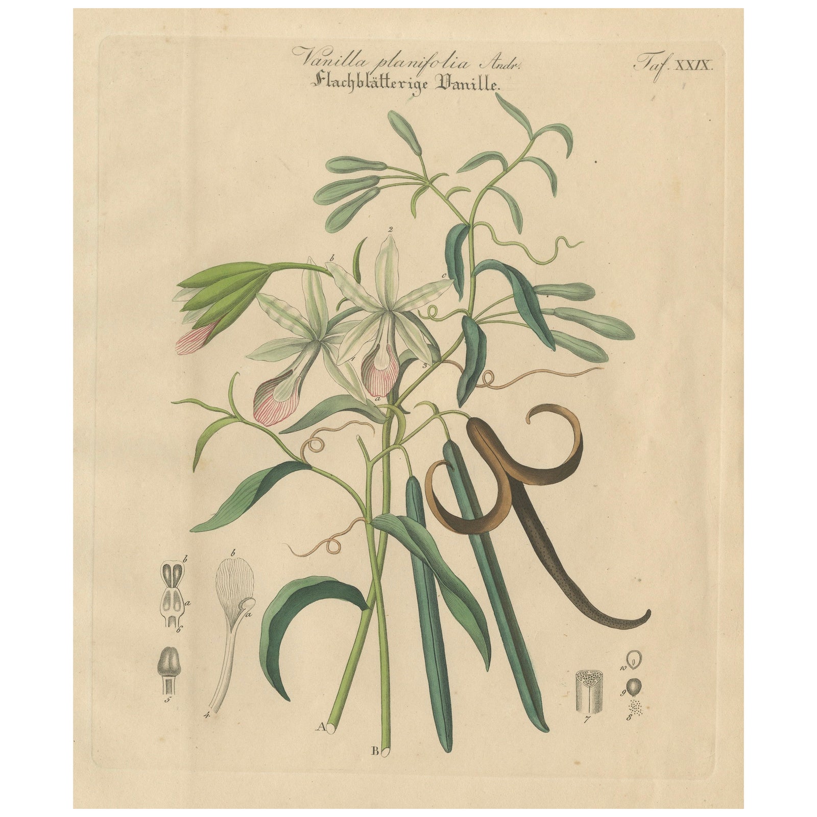 Antique Vanilla Botanical Print, Vanilla Planifolia, Hand Colored, c.1831