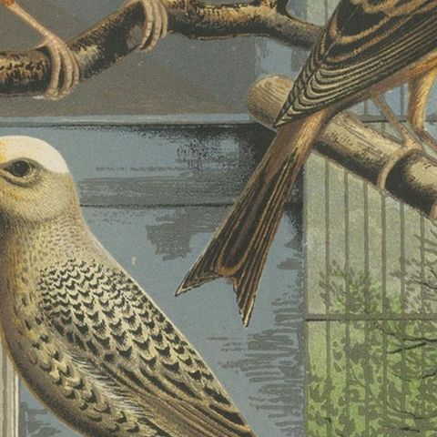 Antique Bird Print of the Lizard Canaries Golden Spangled and Others, circa 1880, close-up 2