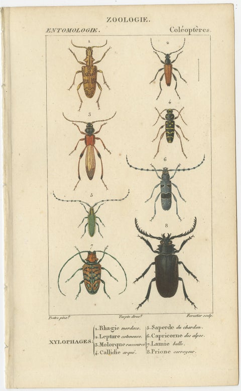 Set of 9 Antique Prints of Various Insects by Turpin, 1816, view 8
