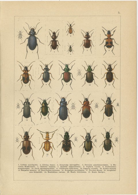 Decorative Antique Beetle Prints, European Coleoptera Plates, Entomology 1893, view 6