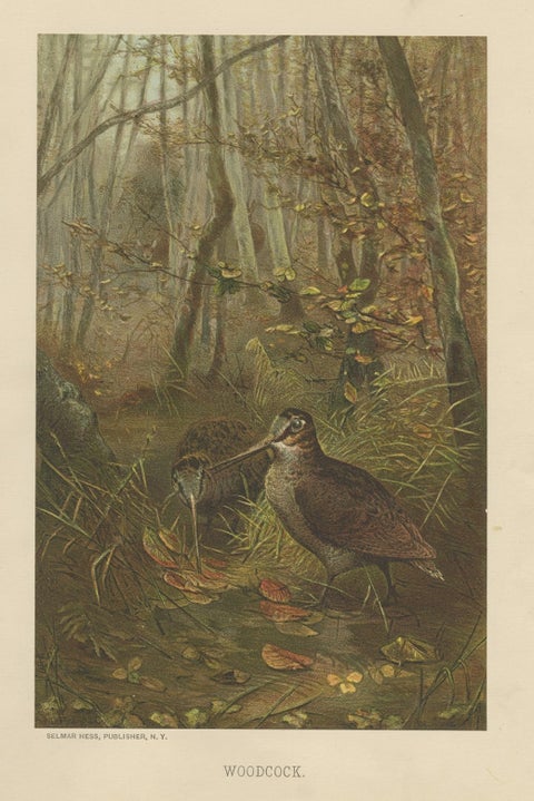Antique Bird Print of The Woodcock by Prang, 1898, close-up 1