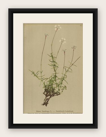 Antique Botany Print of the Silene Saxifraga or Saxifrage Catchfly, c.1897, shown framed