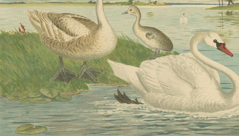 Swans on a Quiet Lake, Graceful Antique Bird Chromolithograph c.1880, close-up 5