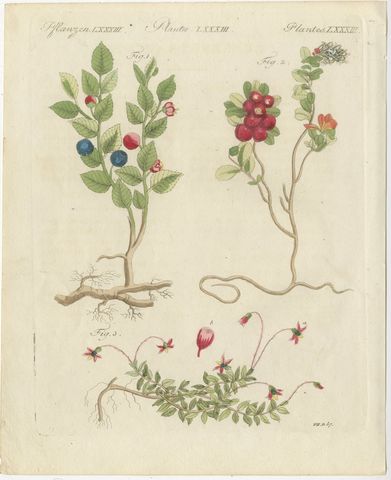 Bilberry, Lingonberry and Cranberry, Antique Bertuch Print, circa 1805, view 2