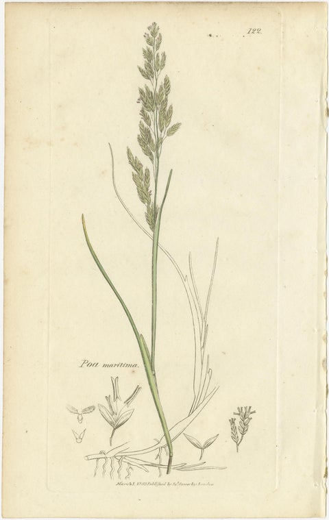 Set of 8 Antique Botanical Prints, Poa Grasses: Meadowgrass & Bluegrass ca.1830, view 3