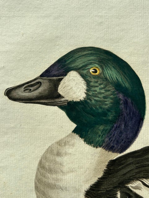 Common Goldeneye Duck, Antique Bird Engraving by Nozeman and Sepp, 1809, view 7