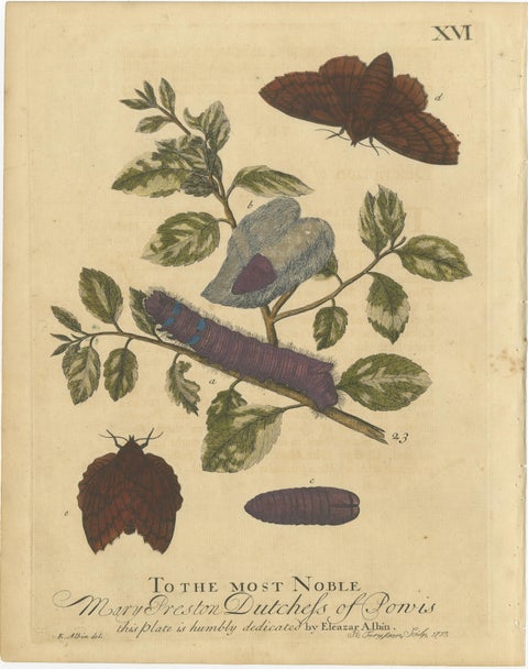 English Moths & Caterpillars, Buff-tip, Winter Moth & Allies, Albin 1720, view 5
