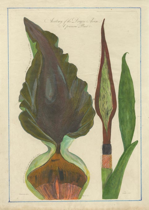 Dragon Arum, Poisonous Plant Botanical Engraving, Thornton, 1802, close-up 6