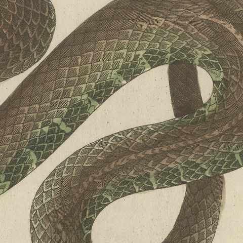 Two Snakes with Open Jaws, Antique Bertuch Print, Vienna, circa 1805, close-up 1