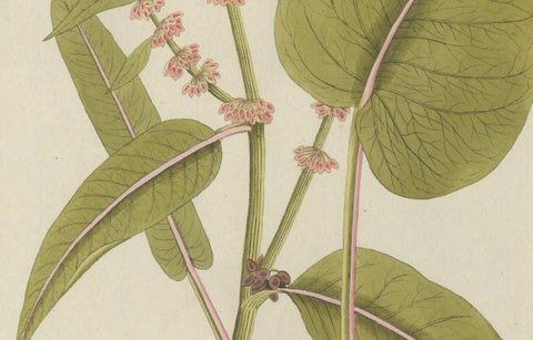 Broad-Leaved Dock, Medicinal Plant Engraving from Plenck, Vienna c.1788, close-up 3