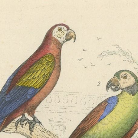 Antique Bird Print of the Red Macaw, Green Macaw and Other Parrots, close-up 1