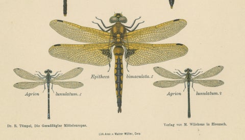 Set of Three Dragonfly Lithographs from Die Geradflügler Mitteleuropas, 1908, close-up 5