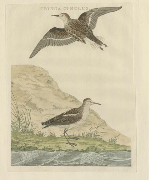 Little Stint, Antique Dutch Ornithology Print by Sepp and Nozeman, circa 1797, view 4
