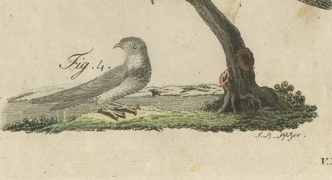 Swallows, Swifts and Nightjar, Antique Bertuch Print, circa 1805, close-up 2