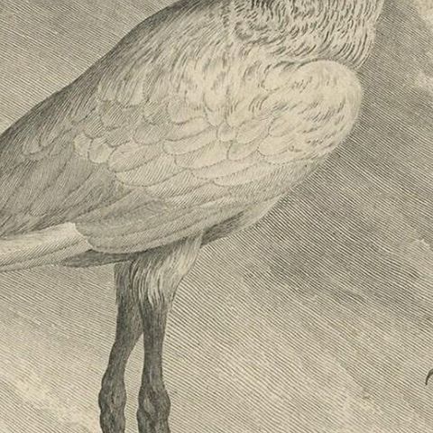 Original Copper Engraving of a Bird Print of the Jabiru Stork Bird, 1795, close-up 3