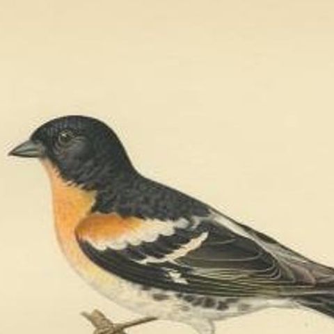Antique Bird Print of the Brambling by Von Wright, 1927, close-up 1