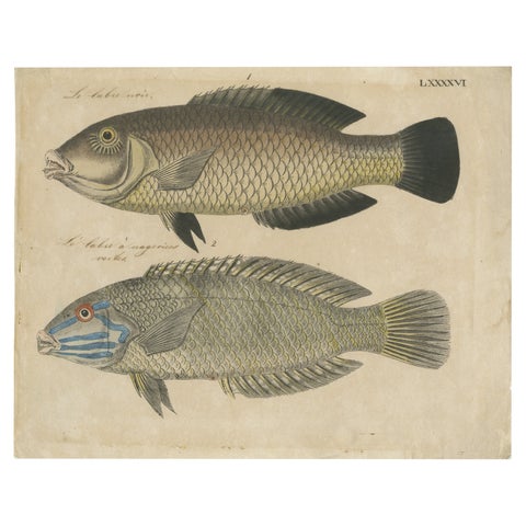 Two Species of Wrasse Fish, Hand-Colored Engraving, c.1780