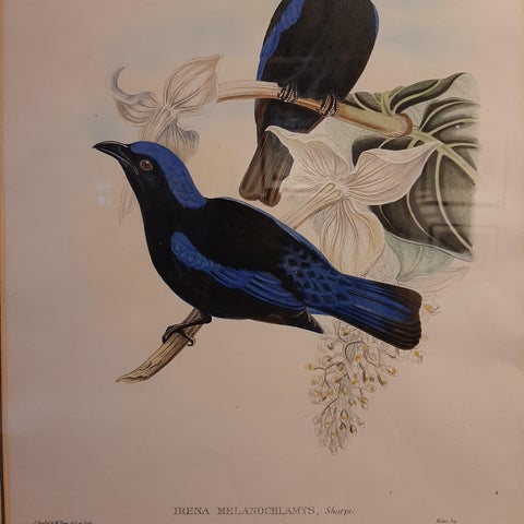 Antique Bird Print in Frame of the Black-Mantled Fairy Bluebird by Gould, 1870, view 3