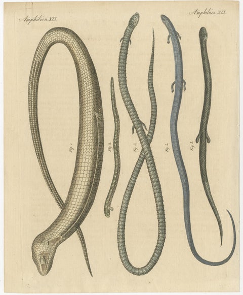 Antique Print of Various Amphibians Including the Sheltopusik, view 2