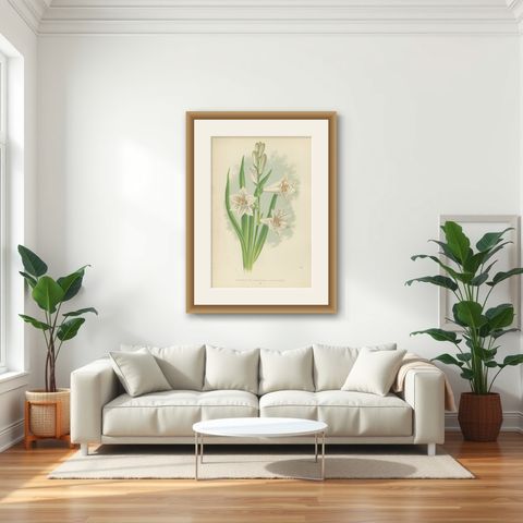Paradise Lily (Anthericum liliastrum), Hand-Coloured Botanical Print, 1874, shown framed in a room