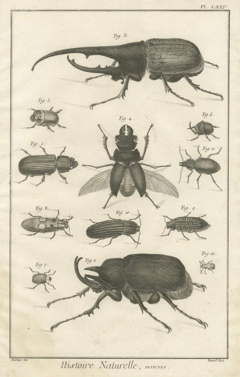 Pair of Antique Engravings of Beetles & Insects from Diderot’s Encyclopédie 1770, close-up 2