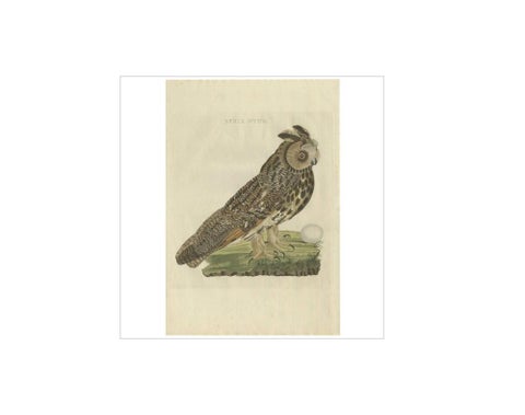 Strix Otus, Antique Long-Eared Owl Print by Nozeman & Sepp, 1809, view 2