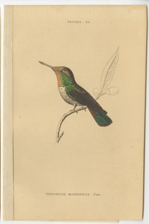 Set of 8 Antique Bird Prints, Violet-Tufted Hummingbird, by Jardine '1837', view 9