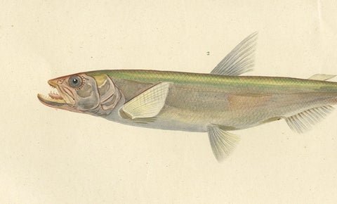 Original Antique Hand-colored Fish Print of the Whiting, Merling & Saithe, 1842, close-up 2
