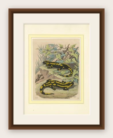 Hand-Colored Lithograph of Fire Salamanders –A Natural History Illustration 1852, shown framed