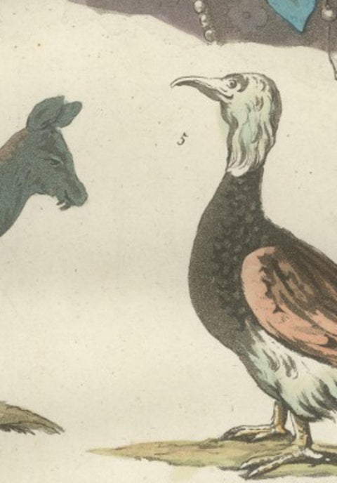 China Figures, Fauna & Flora, Hand-Colored Antique Print, Ferrario, Italy 1815, view 3