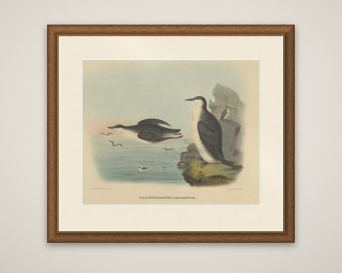 Rare Large Antique Bird Print Depicting Xantus's Murrlets, 1869, shown framed