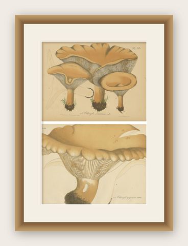 Set of 2 Antique Mycology Prints of Various Fungi by Barla, circa 1890, shown framed
