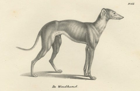 19th-Century Lithograph of a Greyhound and English Mastiff in Elegant Detail, close-up 4